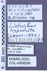Etiketten zu Liotrichus hypocrita (Lewis, 1894) (NHMW-ZOO-COL-0008295)